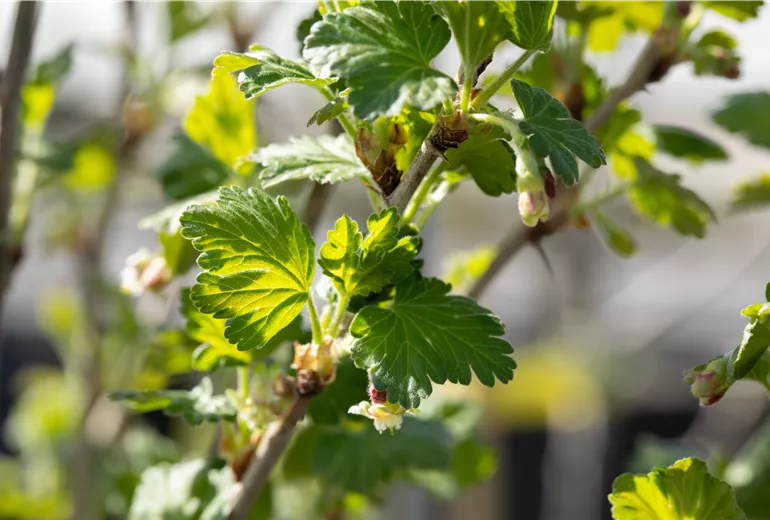 Ribes uva-crispa 'Redeva'(s)