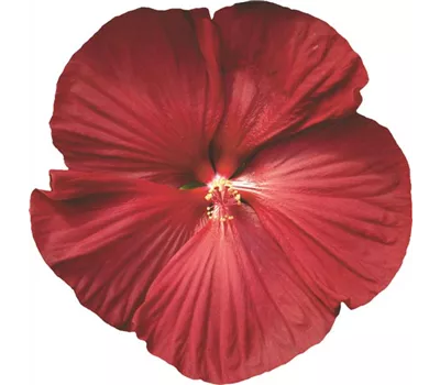 Hibiscus Summerific Holy Grail 
