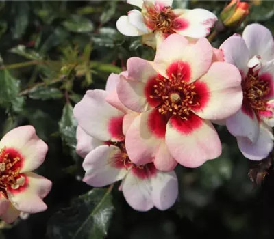 Persica Sweet Babylon Eyes Persica Sweet Babylon Eyes