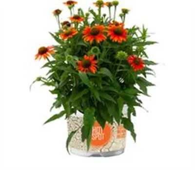 Echinacea Lakota Orange Echinacea Lakota Orange