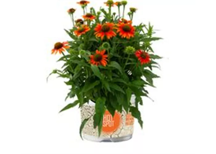 Echinacea Lakota Orange