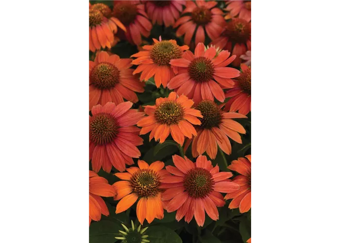Echinacea Lakota Red