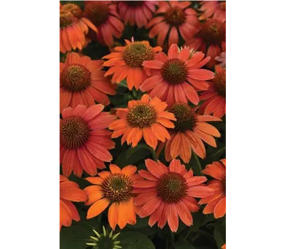 Echinacea Lakota Red