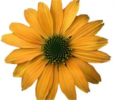 Echinacea Lakota Yellow Echinacea Lakota Yellow