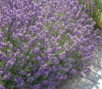 Lavandula Dwarf Blue 