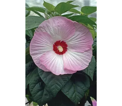 Hibiscus Starry Starry Night 