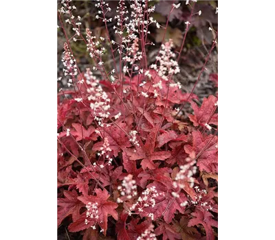 Heucherella Red Rover