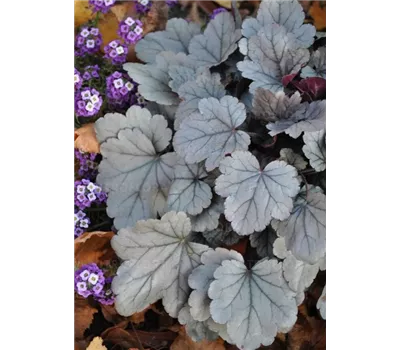 Heuchera Silver Gumdrop