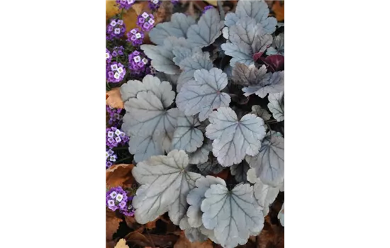Heuchera Silver Gumdrop Heuchera Silver Gumdrop