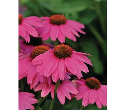 Echinacea PowWow Wild Berry Echinacea PowWow Wild Berry