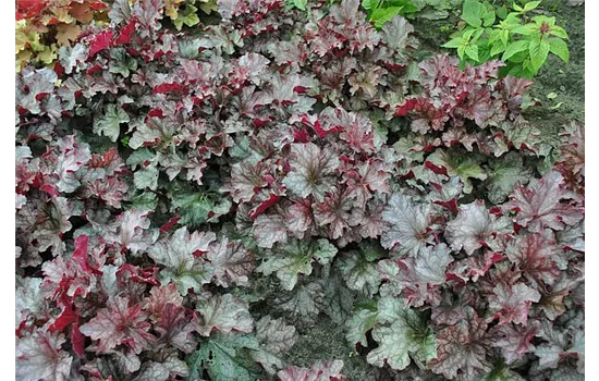 Heuchera Rex Purple  Heuchera Rex Purple