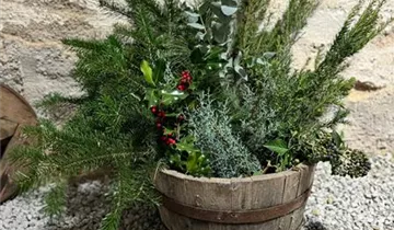 Tanne,Kiefer, Arizonika, Eibe,Eukalyptus