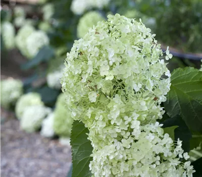 Hydrangea a. 'Annabelle' Hydrangea a. 'Annabelle'
