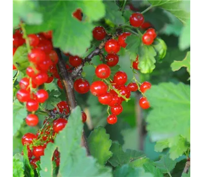 Johannisbeere Jonkher van Tets Johannisbeere Jonkher van Tets