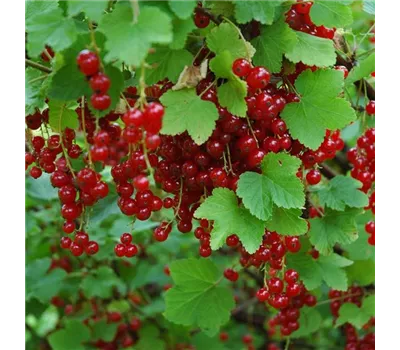 Johannisbeere Rovada Johannisbeere Rovada