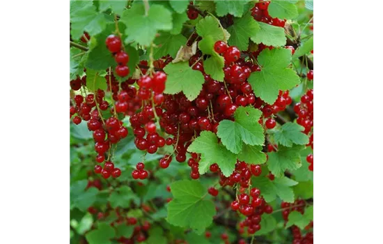 Johannisbeere Rovada Johannisbeere Rovada