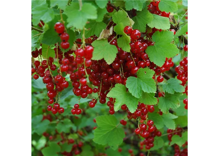 Johannisbeere Rovada