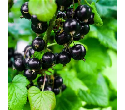 Johannisbeere Titania Johannisbeere Titania