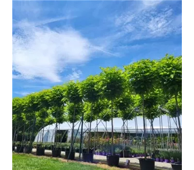 Catalpa big. Nana Catalpa big. Nana