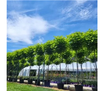 Catalpa bign. Nana 