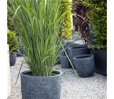 Panicum virgatum 'Northwind' C 7,5 100- 