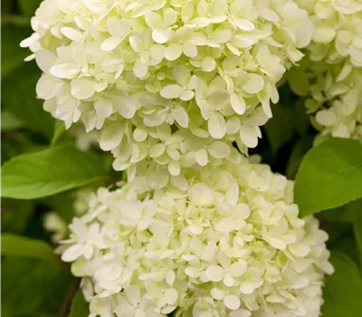 Hydrangea paniculata 'Limelight' -S- Hydrangea paniculata 'Limelight' -S-