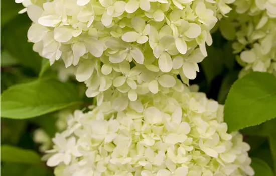 Hydrangea paniculata 'Limelight' -S- Hydrangea paniculata 'Limelight' -S-