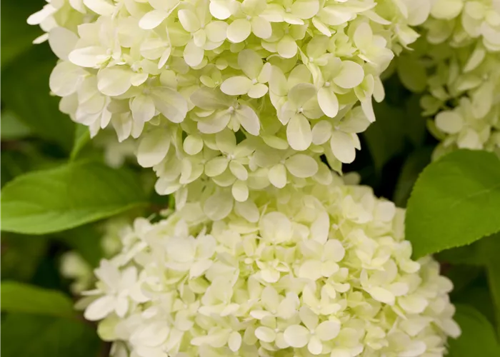 Hydrangea paniculata 'Limelight' -S-