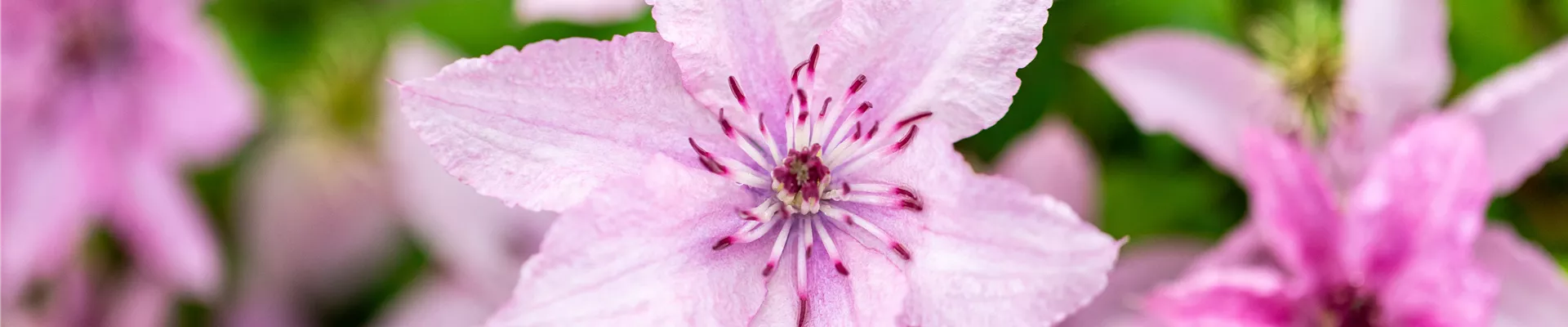 Clematis Hagley Hybrid