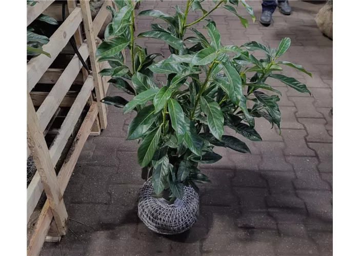 Kirschlorbeer Genolia 60-80 cm mit Ballen