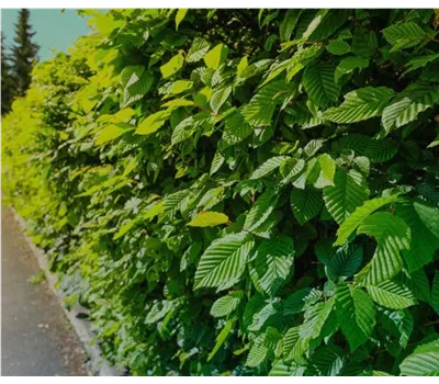 Carpinus betulus, Hainbuche
