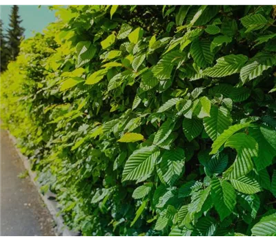 Carpinus betulus, Hainbuche Carpinus betulus, Hainbuche