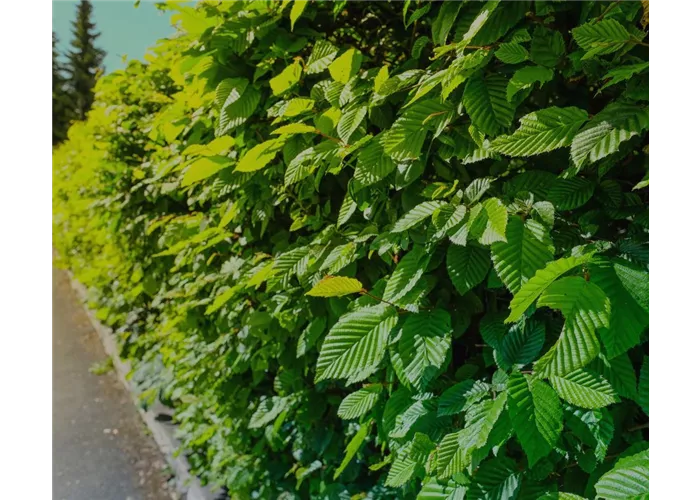 Carpinus betulus, Hainbuche