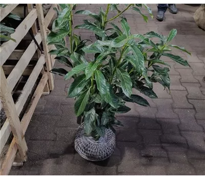 Kirschlorbeer Genolia 80-100 cm mit Ballen