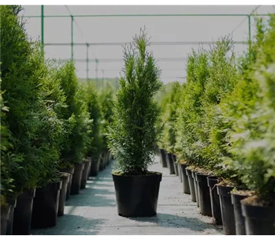 Thuja Smaragd 60-80 cm 2 l Co Frühlingsangebot