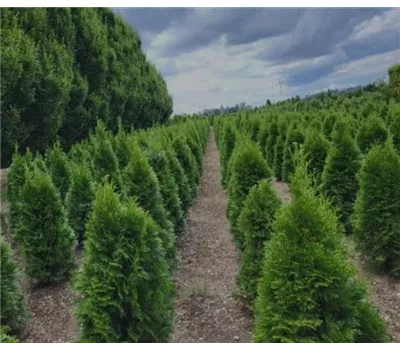Thuja Smaragd 100/120 cm mit Ballen aus eigener An