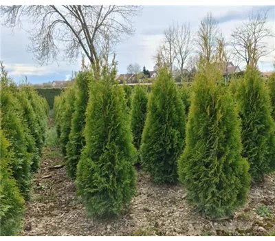 Thuja Smaragd 120/140 cm mit Ballen