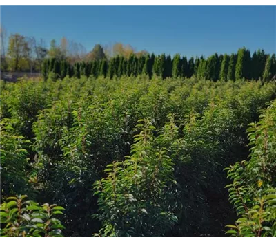 Prunus lusitanica, Portugiesischer Lorbeer