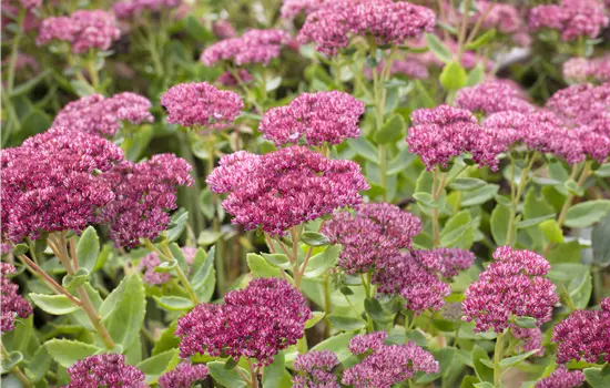 Sedum Herbstfreude