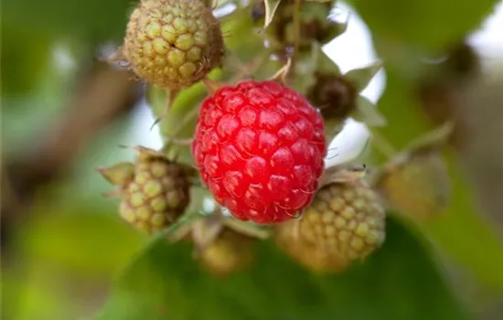 Rubus idaeus 'Willamette'