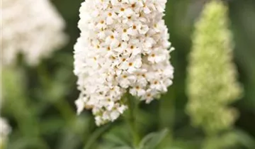 Sommerflieder