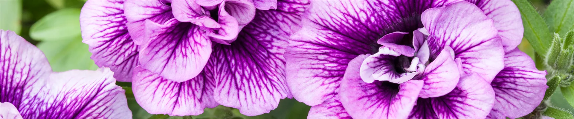 Patzlsperger_Contentseite_Titelbild Patzlsperger_Contentseite_Titelbild