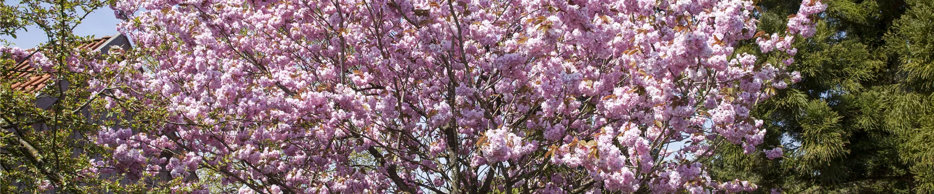 Prunus, Zierkirsche Prunus, Zierkirsche