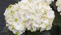 Bauernhortensie 'Caipirinha'