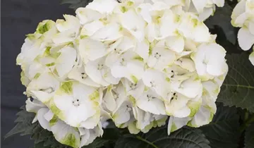 Bauernhortensie 'Caipirinha'