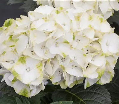 Hydrangea macrophylla 'Caipirinha'
