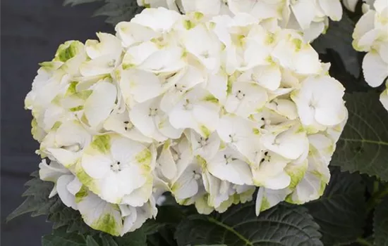 Hydrangea macrophylla 'Caipirinha'