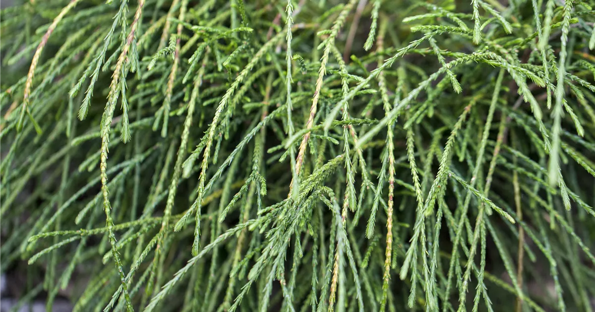 Thuja plicata 'Whipcord' - Patzlsperger