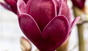 Magnolie 'Genie'®