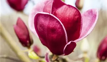 Magnolie 'Genie'®
